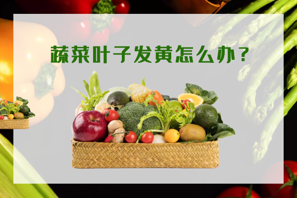 蔬菜葉子發(fā)黃怎么辦？